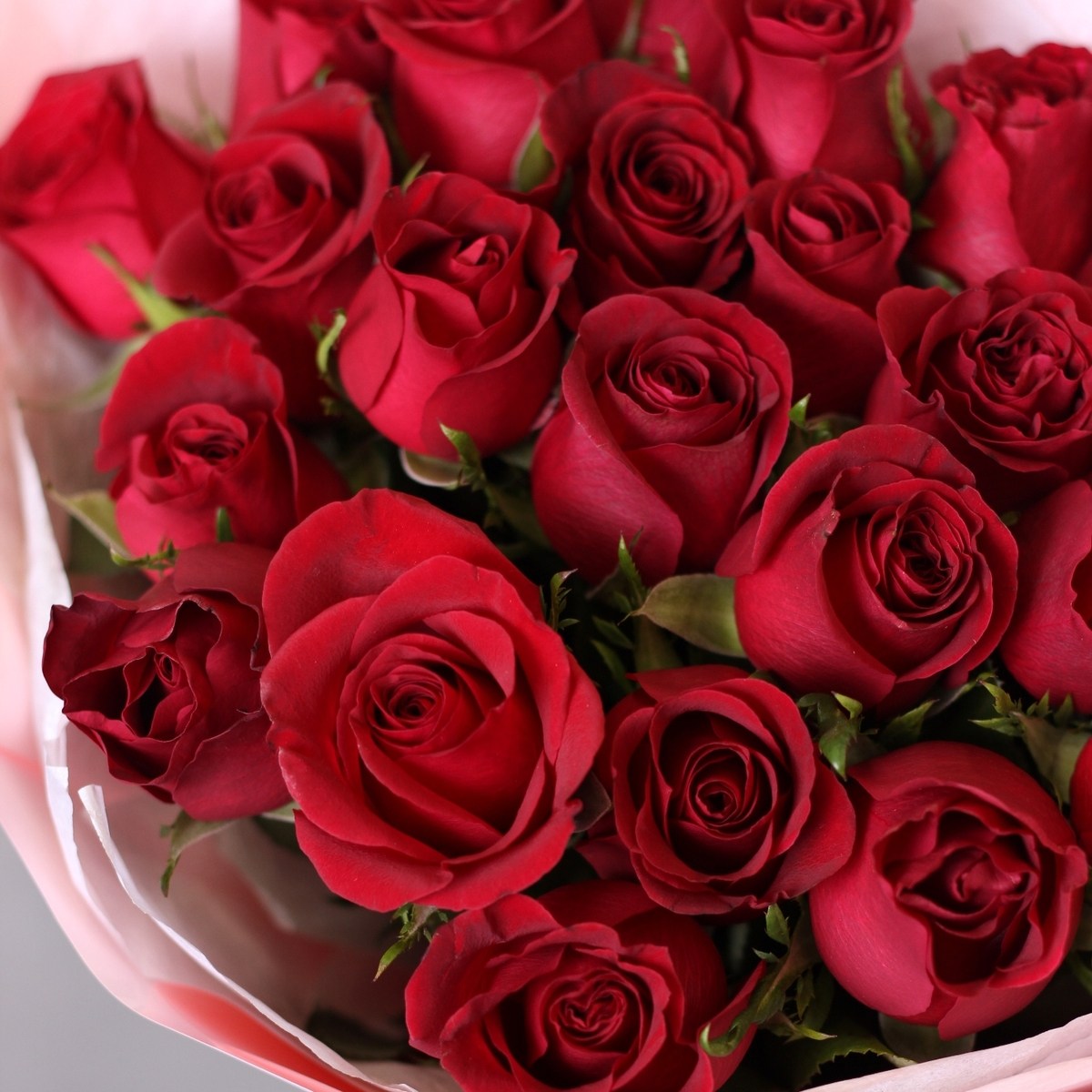 25 krasnyh roz 10